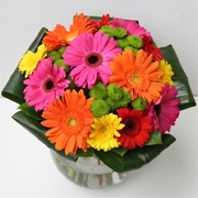 Just Gerberas