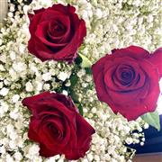Six finest red roses and gyp