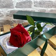 Single red rose in presentation box