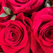 50 and 100 roses - white, pink, red or mixed