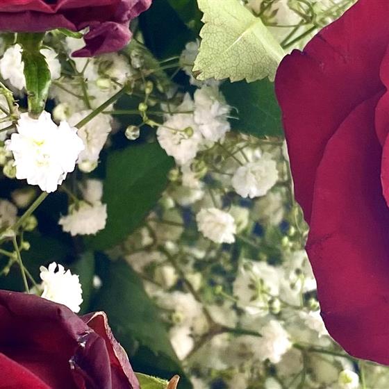 Six finest red roses and gyp